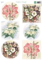 Mattie's Mooiste - Christmas Flowers